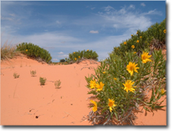 pink coral sand dunes coral pink sand dunes