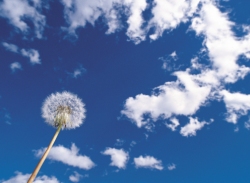 Clouds from flower view.
