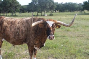 Texas longhorn cow