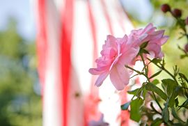 flower with american flag