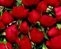 roses, rose petals
