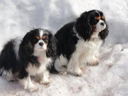 inn at 410 dogs