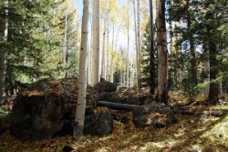 woods in arizona