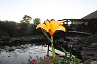 pond flower