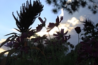 flowers at dusk