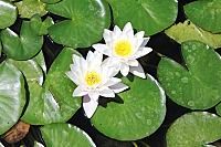 water lillies