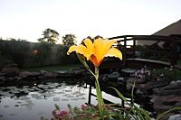 flower by the pond