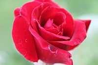 rose at the inn at paradise