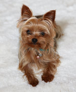 Toy Yorkie