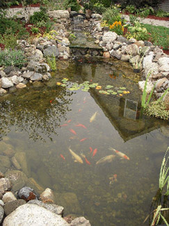 Koi pond at Serenity Ranch Bed and Breakfast