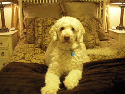 Serenity Ranch Dog