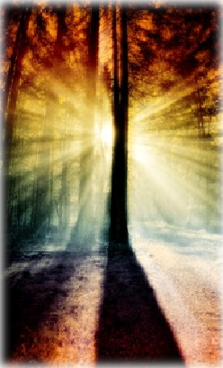 sun shining through the trees rainbow