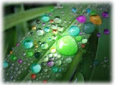 colorful raindrops on long leaf colorful rainbow water