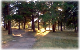 the sun shining through the trees hiking path