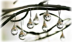 raindrop technique raindrop therapy raindrops hanging from tree branch