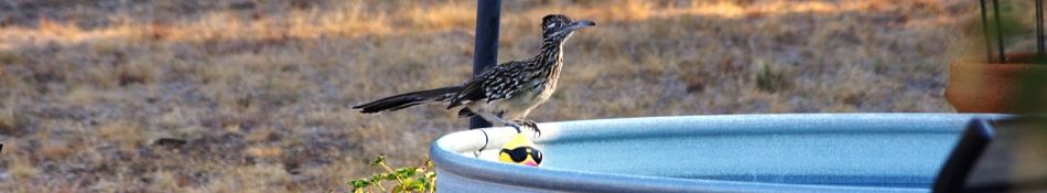 Bird on water bucket