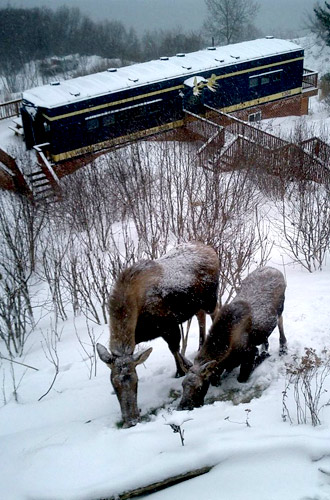 Alaska Adventure Cabins Moose at Moose Caboose