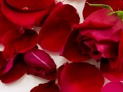 roses and rose petals