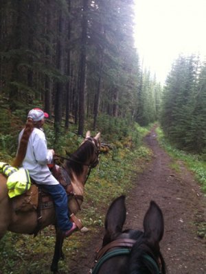 horse ride through woods on a long path Silverwillow Trail Rides at Stone Gate Inn B&B