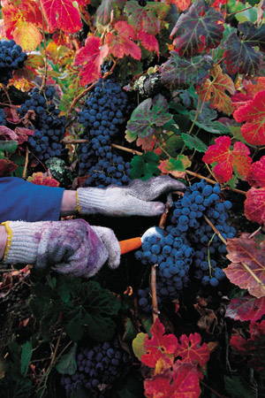 Vineyard harvesting grapes