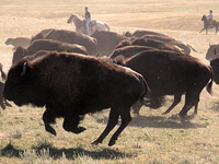 Buffalo roundup at Custer State Park