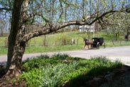 Horses on dirt road