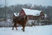 horse by barn in winter