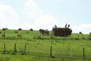 fields of ohio