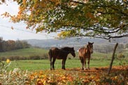horses near tree in fall