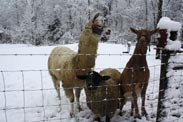 llamas in winter