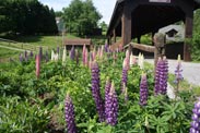 Flowers in front of The Barn Inn