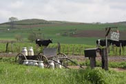 Cows and Milk in amish country ohio
