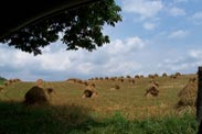 Hay Fields in amish country ohio
