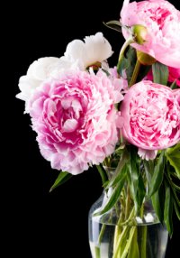 Pink Flowers