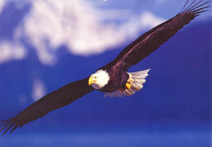 Bald Eagle flying 