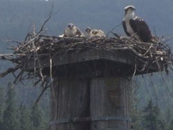 Eagle with baby birds in Coeur d'Alene