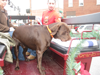 Pets at Inn on Church