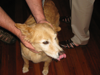 Dog at Inn on Church