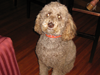 Doggie guests at Inn on Church