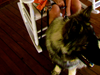 Pet guests at Inn on Church