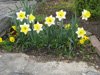 Daffodils at Inn on Church
