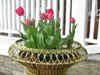 Tulips at Inn on Church
