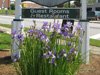 Flowers at Inn on Church