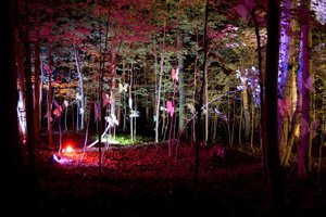 picture of trees lit with colored lights at night at the Heron