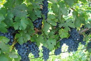 picture of grapes in Mazza Vineyard
