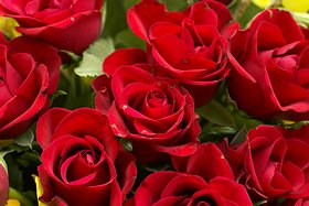 Bouquet of roses in your room