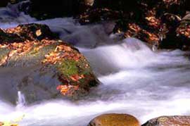 Stream in the Great Smokey&rsquo;s National Park