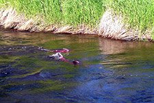 Salmon in stream