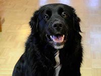 Clyde the dog