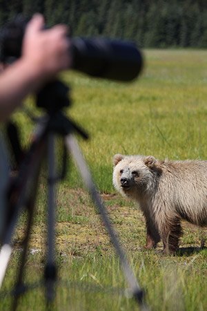 bear viewing  Kenai Peninsula Fly out